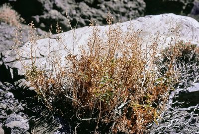 Scrophularia glabrata, photographed by Tim Messick
