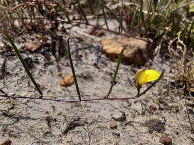 Aspalathus lebeckioides, photographed by Jacques van der Merwe