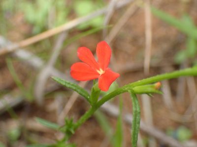 Striga asiatica, photographed by Mahomed Desai