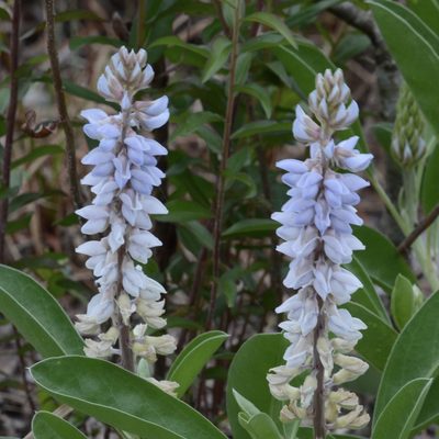 Lupinus floridanus, photographed by gpete