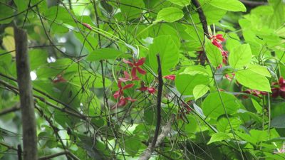 Combretum indicum, photographed by Mahomed Desai