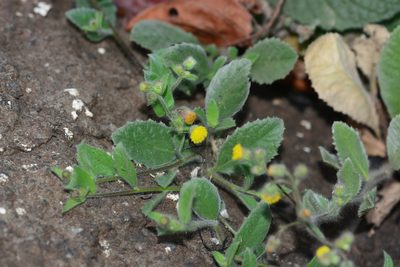 Blumea oxyodonta, photographed by S.MORE