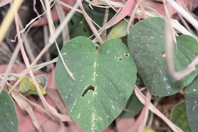 Argyreia sericea, photographed by S.MORE