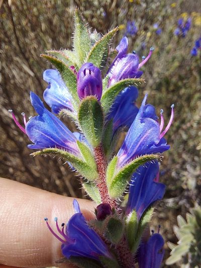 Lobostemon argenteus, photographed by Jacques van der Merwe