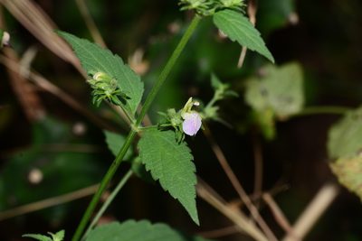 Anisomeles heyneana, photographed by S.MORE
