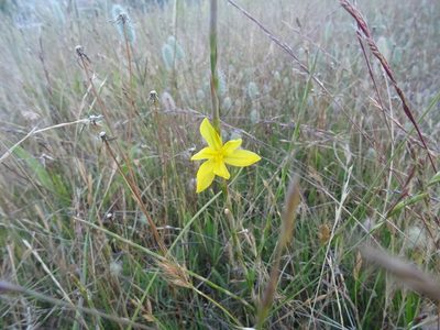 Moraea lewisiae, photographed by Paul Hoekman