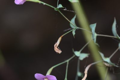 Canscora diffusa, photographed by S.MORE