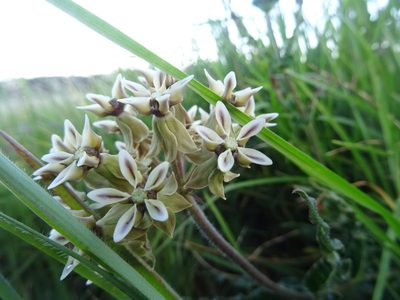 Asclepias crispa, photographed by Paul Hoekman