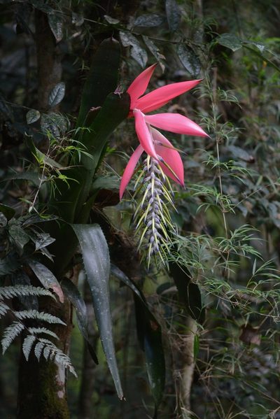 Billbergia alfonsi-joannis, photographed by B. Phalan
