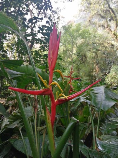 Heliconia schiedeana, photographed by Adriana García Ramírez