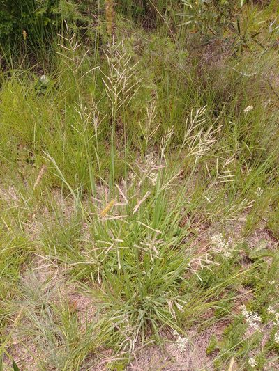 Bewsia biflora, photographed by bat (Maria Vorontsova)