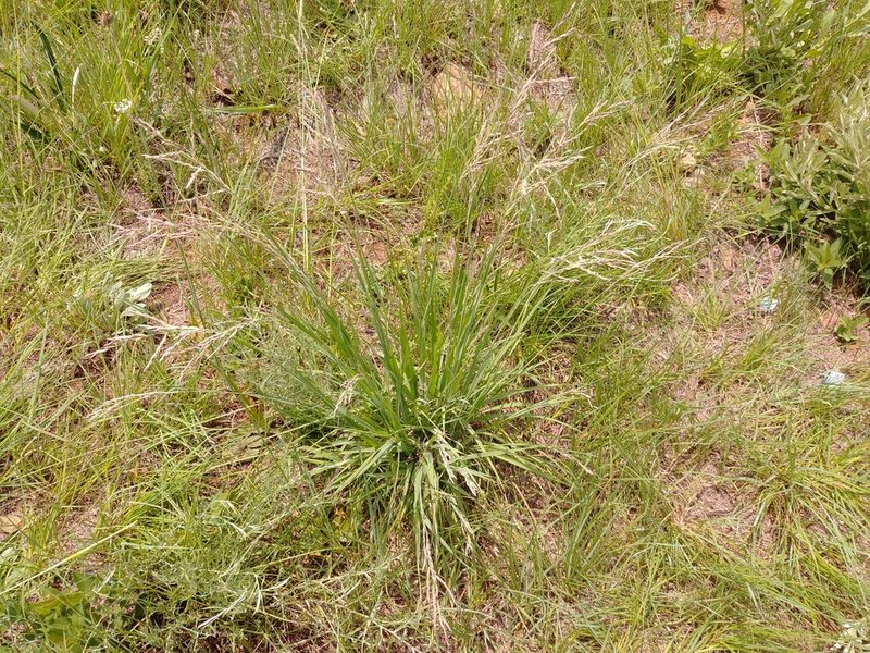 Bewsia biflora, photographed by bat (Maria Vorontsova)