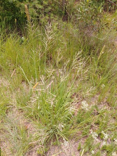 Bewsia biflora, photographed by bat (Maria Vorontsova)