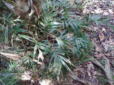 Sokinochloa chapelieri, photographed by bat (Maria Vorontsova)