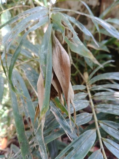 Sokinochloa chapelieri, photographed by bat (Maria Vorontsova)