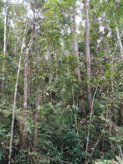 Cathariostachys madagascariensis, photographed by bat (Maria Vorontsova)