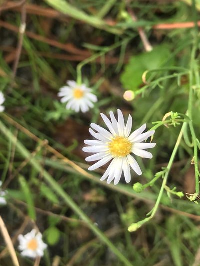 Symphyotrichum kralii, photographed by gcschmidt911