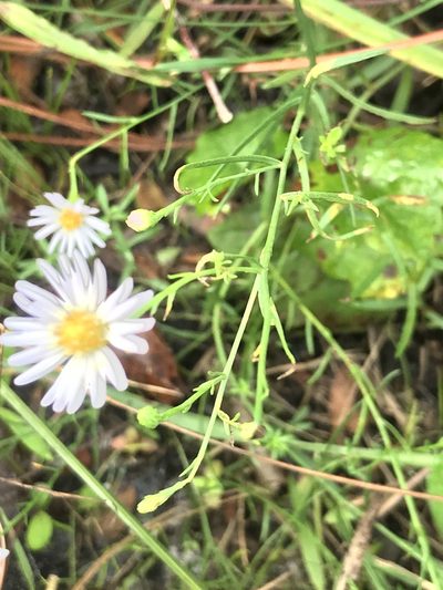Symphyotrichum kralii, photographed by gcschmidt911