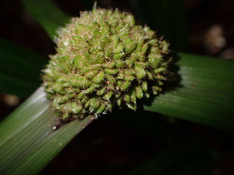 Cyperus molliglumis, photographed by bat (Maria Vorontsova)