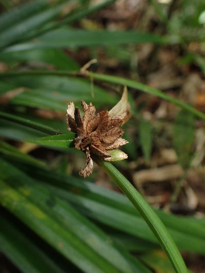 Cyperus rufostriatus, photographed by bat (Maria Vorontsova)