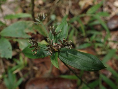 Cyperus sciaphilus, photographed by bat (Maria Vorontsova)