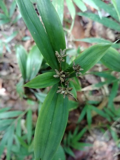 Cyperus sciaphilus, photographed by bat (Maria Vorontsova)