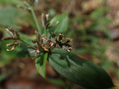 Cyperus sciaphilus, photographed by bat (Maria Vorontsova)