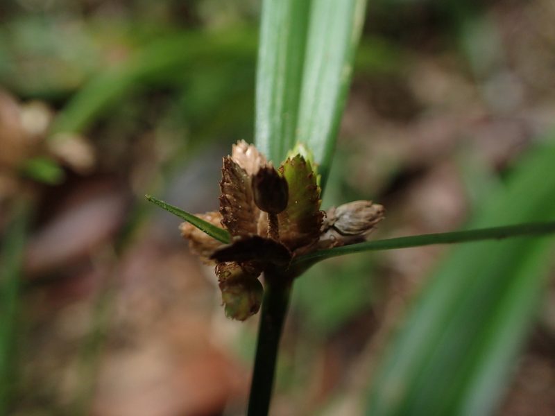 Cyperus rufostriatus, photographed by bat (Maria Vorontsova)
