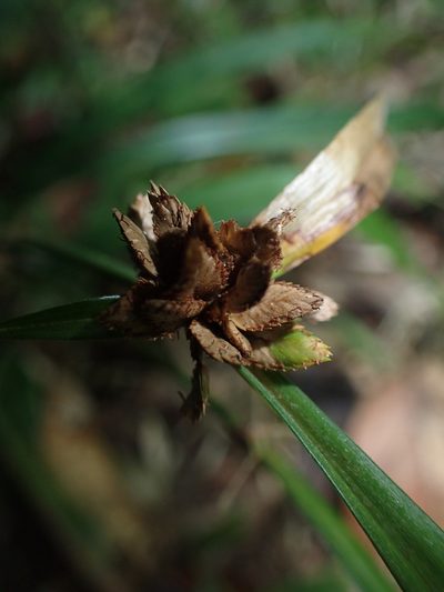 Cyperus rufostriatus, photographed by bat (Maria Vorontsova)