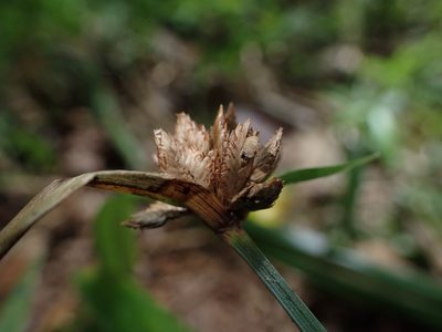 Cyperus rufostriatus, photographed by bat (Maria Vorontsova)