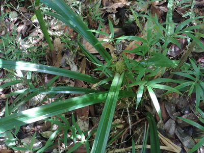 Cyperus molliglumis, photographed by bat (Maria Vorontsova)