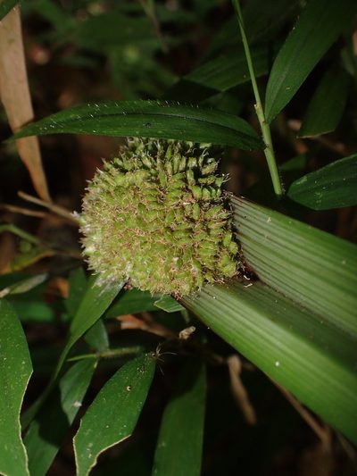 Cyperus molliglumis, photographed by bat (Maria Vorontsova)