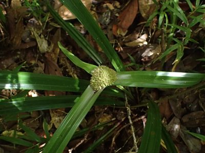 Cyperus molliglumis, photographed by bat (Maria Vorontsova)