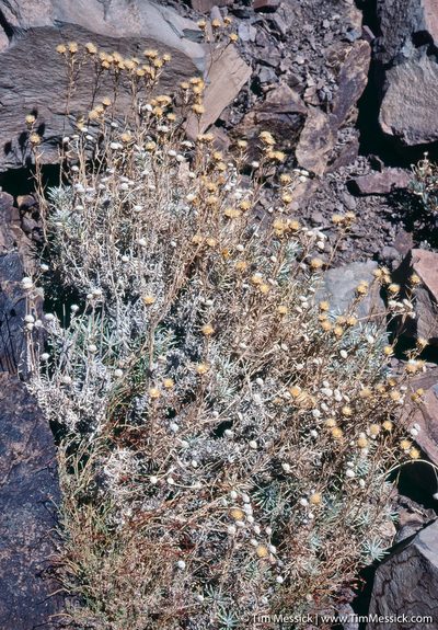 Carlina xeranthemoides, photographed by Tim Messick