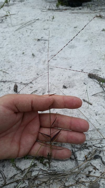 Gymnopogon chapmanianus, photographed by Jay Horn