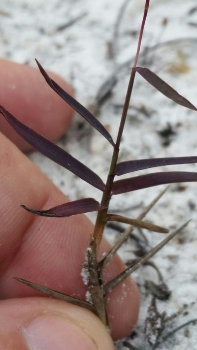Gymnopogon chapmanianus, photographed by Jay Horn