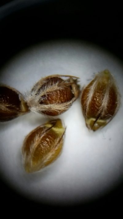 Rhynchospora intermedia, photographed by Jay Horn