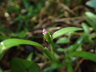 Stenotaphrum oostachyum, photographed by bat (Maria Vorontsova)