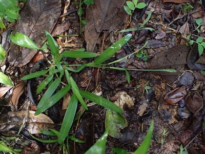 Stenotaphrum oostachyum, photographed by bat (Maria Vorontsova)