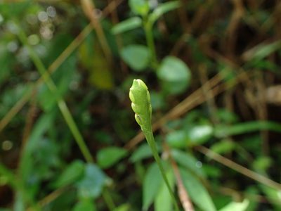 Stenotaphrum oostachyum, photographed by bat (Maria Vorontsova)