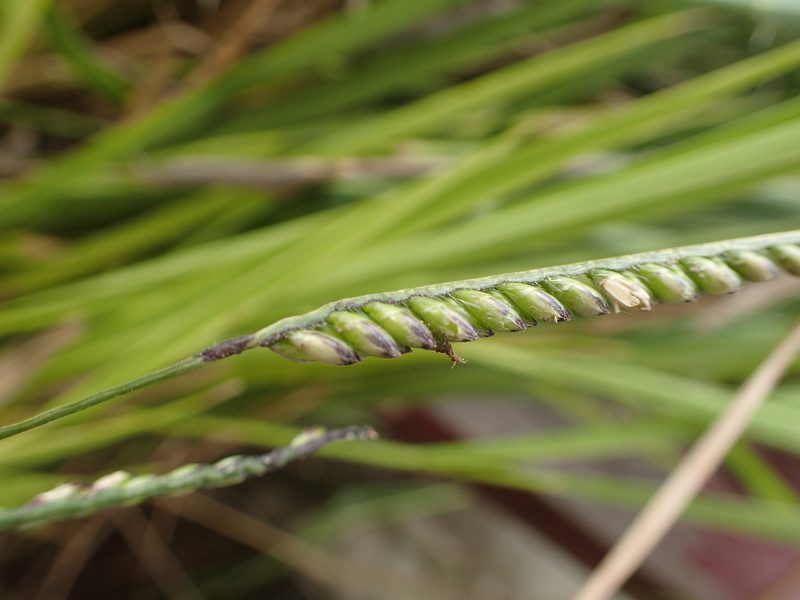 Urochloa brizantha, photographed by bat (Maria Vorontsova)