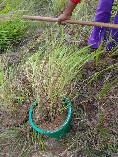 Urochloa brizantha, photographed by bat (Maria Vorontsova)