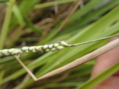 Urochloa brizantha, photographed by bat (Maria Vorontsova)