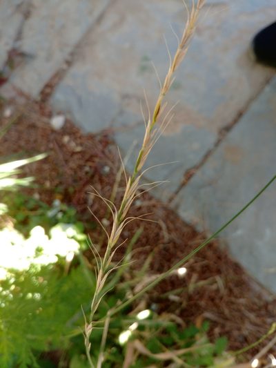 Elymus ciliaris, photographed by bat (Maria Vorontsova)