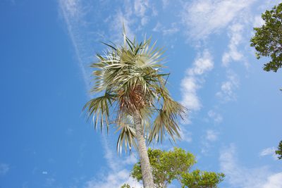 Coccothrinax argentata, photographed by Seig