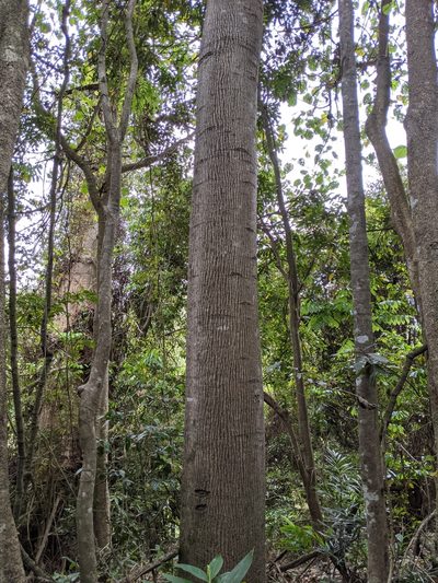 Brachychiton discolor, photographed by Nick Swanson