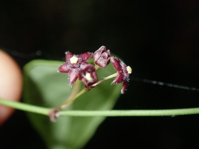 Vincetoxicum barbatum, photographed by Thomas Mesaglio