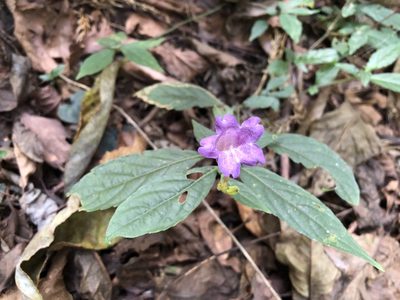 Strobilanthes flexicaulis, photographed by 黃美滿