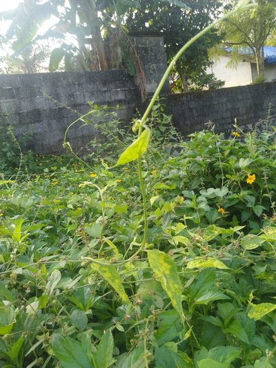 Tragia involucrata, photographed by Navaneeth Sini George