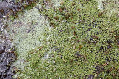 Pterygopappus lawrencei, photographed by Will Cornwell